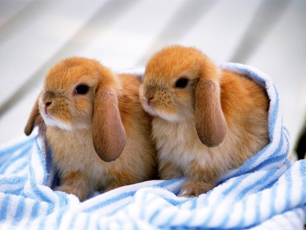 可爱小动物兔子小清新壁纸图片第3张