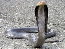全球最毒的十大毒蛇之一马来射毒眼镜蛇