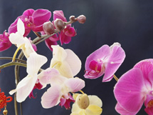 鲜花种类名称中皇后蝴蝶兰图片欣赏