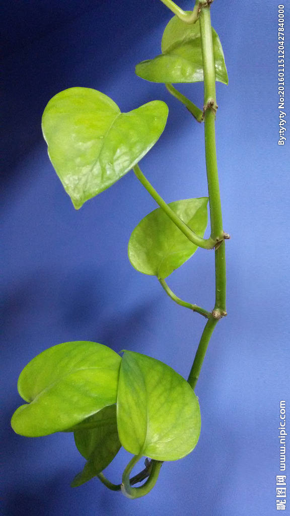 适合室内养的植物绿萝图片第1张