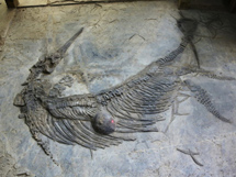 距离实拍远古鱼龙化石图片