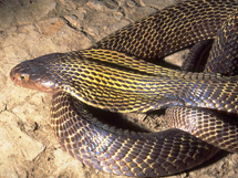 缅甸独有的品种眼镜蛇图片