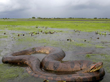 非洲的蛇种类巨蚺蟒蛇图片