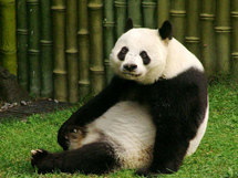 野生动物种类可爱的大熊猫高清图片