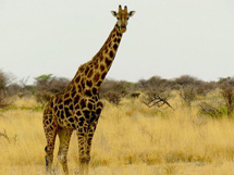 安哥拉野生动物长颈鹿图片欣赏