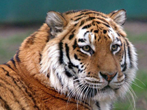 国家野生保护动物东北虎写真图片
