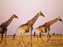 南非野生动物长颈鹿高清摄影图片