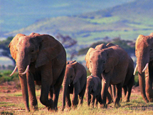 憨厚的野生动物大象摄影图片
