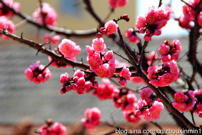 值得观赏的树木红梅花开图片第1张