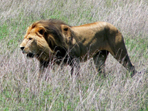 已经灭绝的野生动物开普狮写真图片