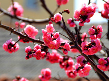 值得观赏的树木红梅花开图片