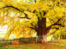 金黄色的银杏树美丽的图片精选