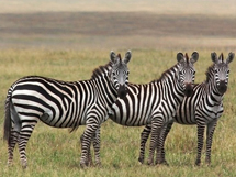 非洲野生动物斑马写真摄影图片
