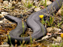 世界十大毒蛇之一黑虎眼镜蛇图片