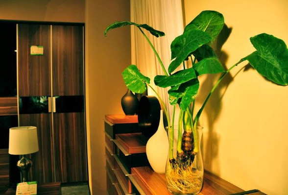 净化室内空气的植物千手观音花图片欣赏第1张