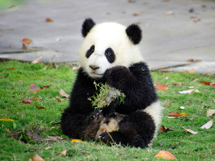 中国的国宝大熊猫摄影图片