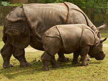 濒临灭绝的野生动物爪哇犀牛高清图片