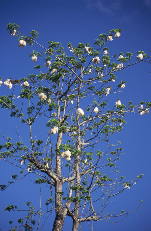 木棉花树的春天开花图片