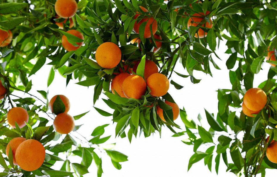 橘子树挂满成熟的橘子图片第1张