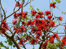 红色刺桐树木种类图片欣赏