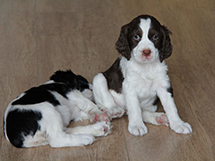 两只温柔可爱的黑白色史宾格犬图片