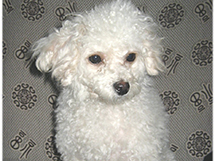 小型宠物犬品种白色贵宾犬图片大全