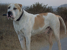 世界身材高大的名犬库达犬图片大全