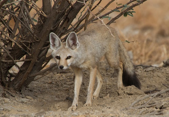 野生动物印度狐图片欣赏第1张