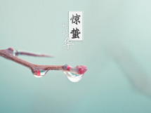 淡雅的中国风二十四节气惊蛰壁纸枝头露珠图片