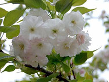 美丽的日本纯洁樱花鲜花图片