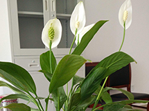 室内净化空气的植物白鹤芋花朵图片欣赏