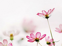 唯美波斯菊花花朵高清壁纸图片