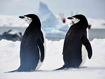 行走蹒跚的鸟类动物企鹅图片欣赏