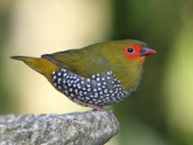 热带鸟类品种梅花雀图片欣赏