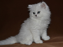 可爱白色猫咪金吉拉猫图片