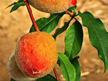 桃子树挂起成熟的桃子水果图片