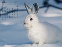 1920x1080宠物兔子月日历高清动物壁纸图片