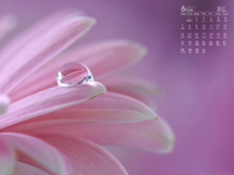 2017年8月日历粉红色花朵1080p高清壁纸图片