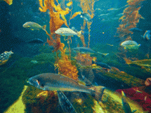 水族馆鱼儿游动电脑动态壁纸图片