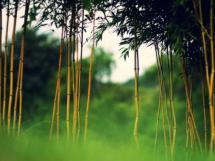 大自然唯美风景竹林护眼高清壁纸仅供欣赏图