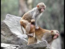 猴子性生活交配繁衍高清欣赏图