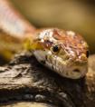 南美洲毒蛇高清图片