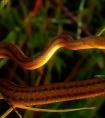 金棕色毒蛇高清图片