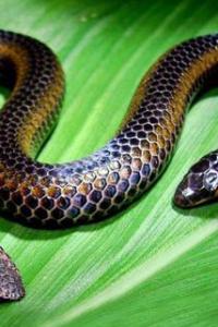 非洲剧毒毒蛇响尾蛇图片尾巴