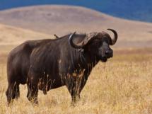 荒芜大地的野生动物狂野非洲野牛